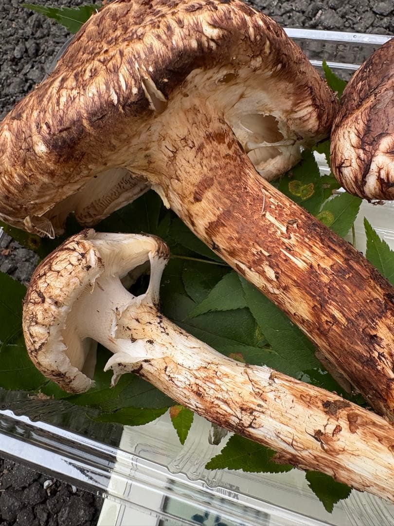 【お値打ち限定1点】岩手雫石町産 天然 多少の開き、香り良い松茸 3本 267g