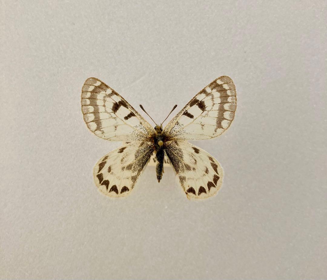 【パルナシウス】ハニングトン・ミカエル（1ペア・チベット産）