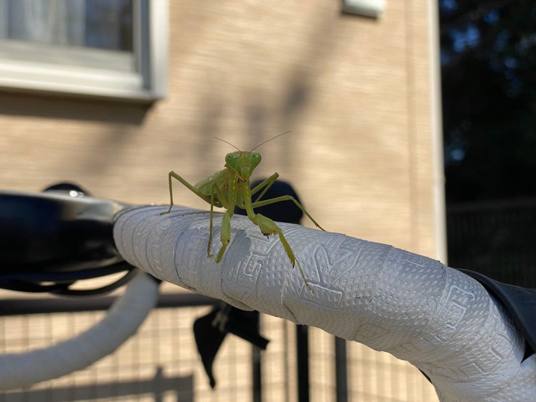 SPECIALIZED TARMAC SL7 完成車