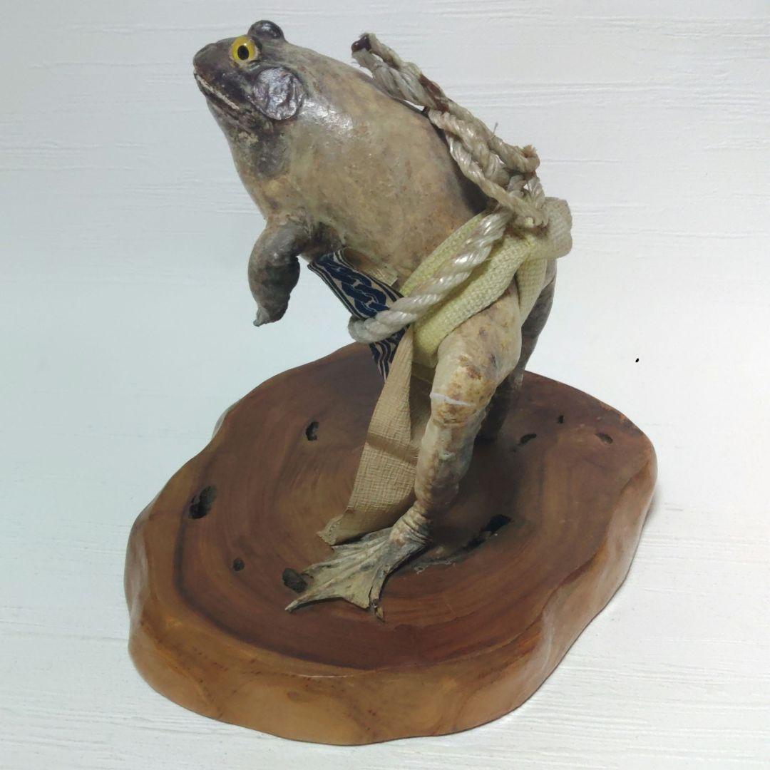 蛙力士　ウシガエルの横綱　土俵入り　カエルの置物　相撲　置物　剥製　昭和レトロ