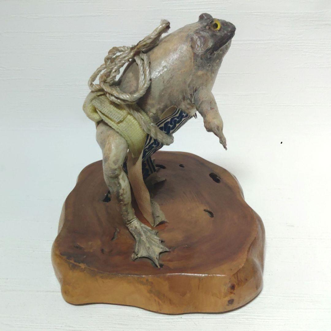 蛙力士　ウシガエルの横綱　土俵入り　カエルの置物　相撲　置物　剥製　昭和レトロ