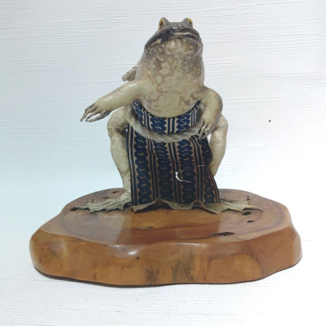 蛙力士　ウシガエルの横綱　土俵入り　カエルの置物　相撲　置物　剥製　昭和レトロ