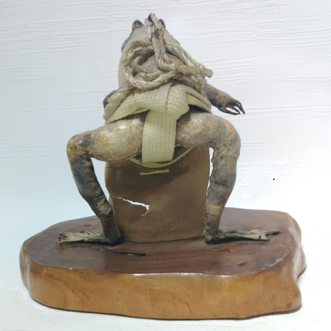 蛙力士　ウシガエルの横綱　土俵入り　カエルの置物　相撲　置物　剥製　昭和レトロ