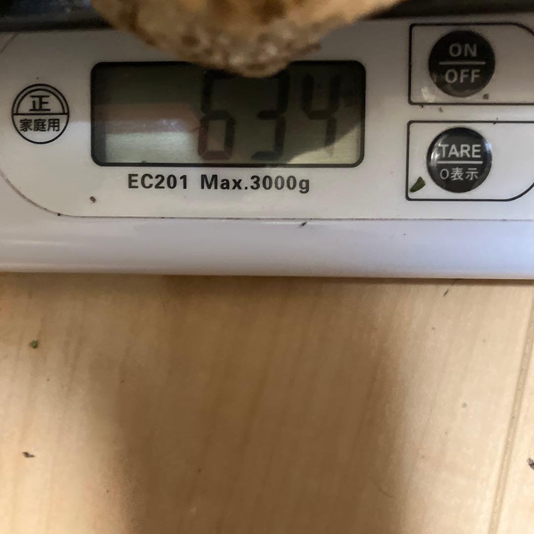 北海道産❗️天然松茸❗️630g‼️