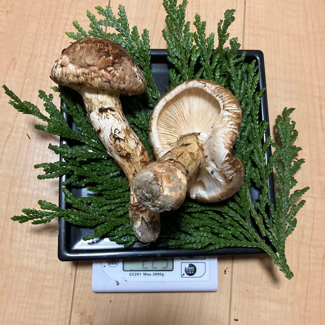 北海道産❗️天然松茸❗️630g‼️