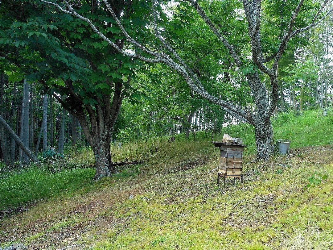 岐阜県産 日本蜜蜂の蜂蜜　純粋はちみつ 1400g (700g×2本)