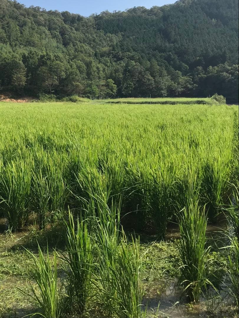 Natural farming自然栽培玄米 シュタイナー教育 腸脳相関 食養生