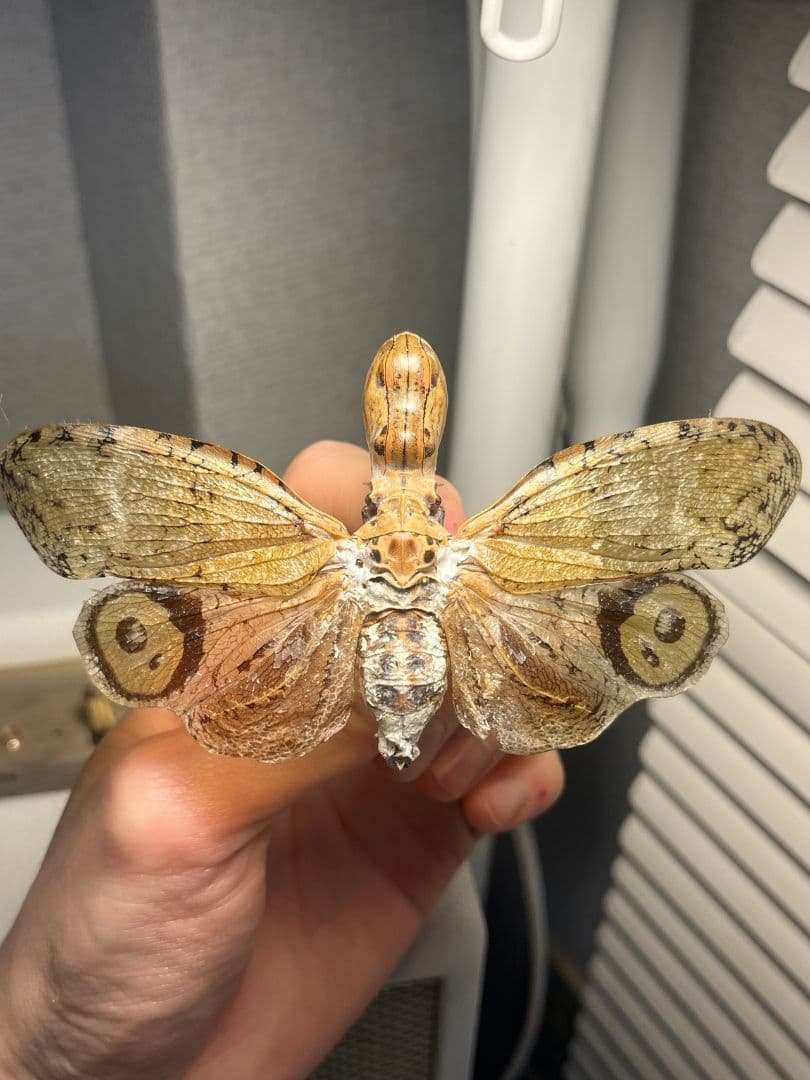 【65mm】オオテングビワハゴロモ 外国産蝶標本 標本 蝶 蛾 ヤママユ