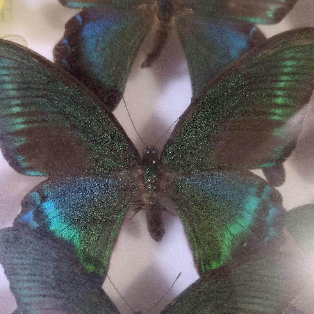 お値下げ！蝶標本