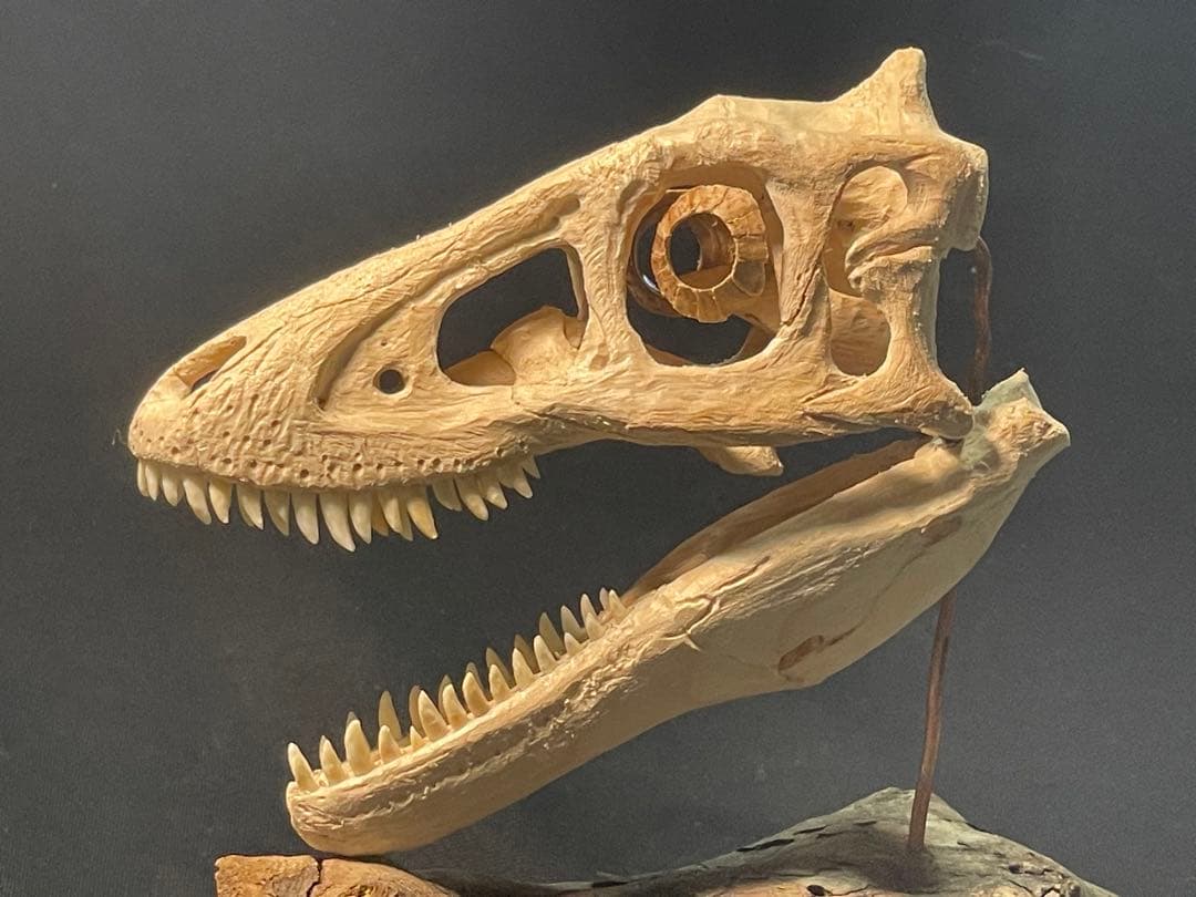 木彫　恐竜　ティラノサウルス　レックス　幼体　頭骨模型　11cm