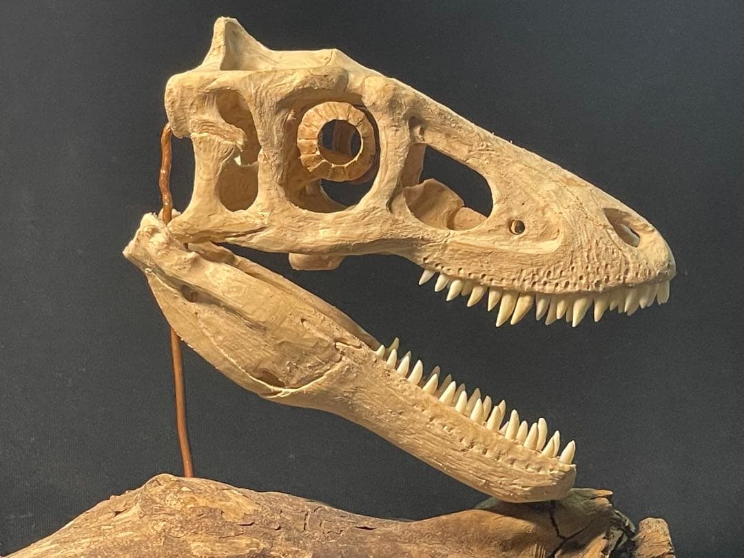 木彫　恐竜　ティラノサウルス　レックス　幼体　頭骨模型　11cm