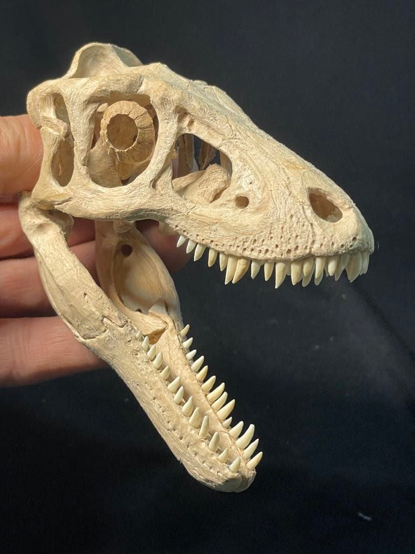 木彫　恐竜　ティラノサウルス　レックス　幼体　頭骨模型　11cm