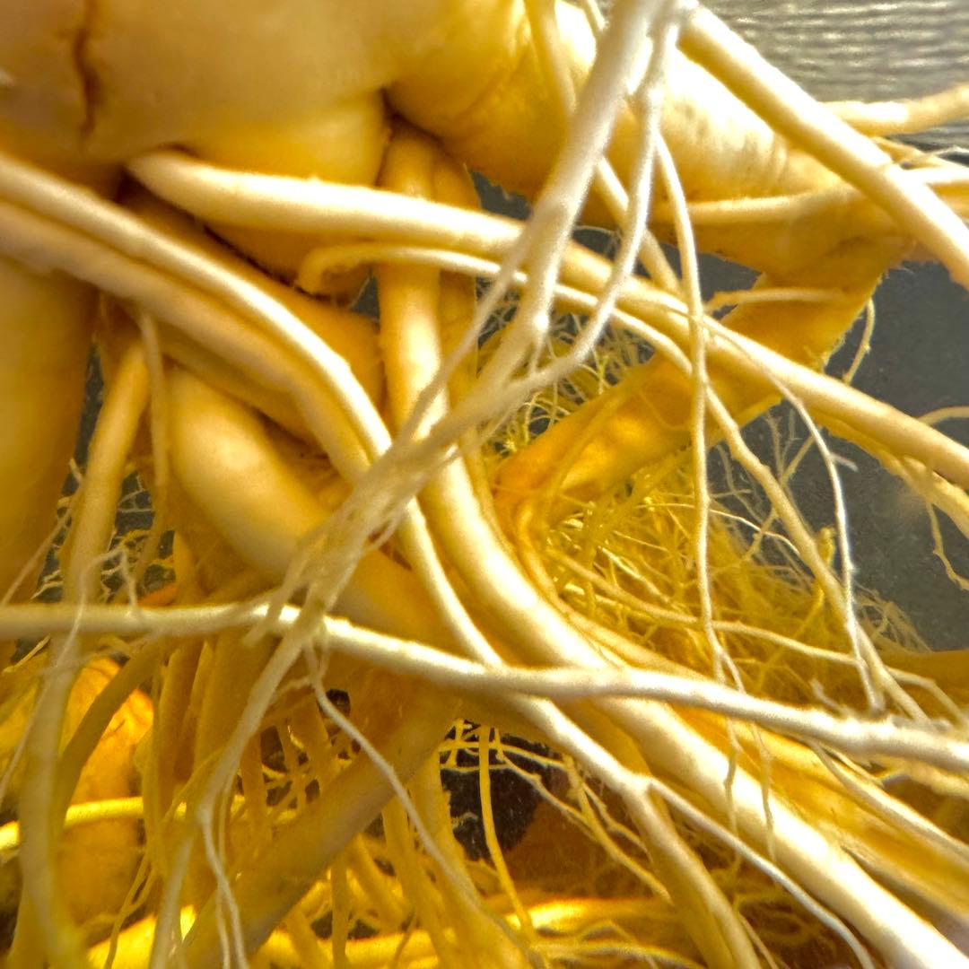 高麗人参　約40年物　古酒　ビンテージ　ガラス瓶　金色　富士商事　健康酒