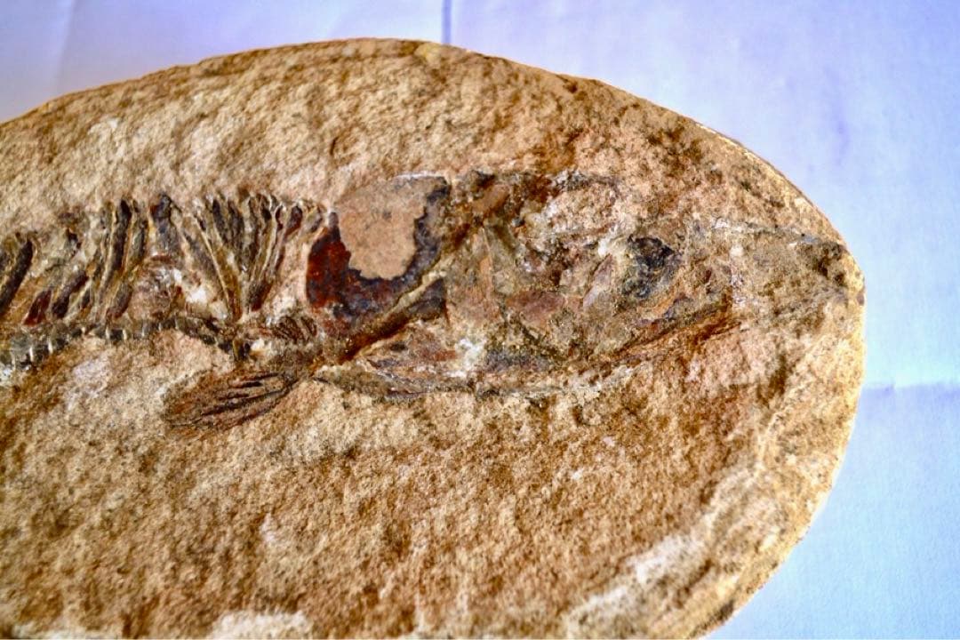 ブラジル・セアラ州産、一億数千万年前の獰猛な絶滅古代魚、ヴィンクティフェルの化石