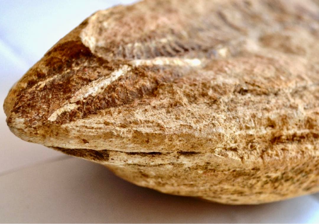 ブラジル・セアラ州産、一億数千万年前の獰猛な絶滅古代魚、ヴィンクティフェルの化石