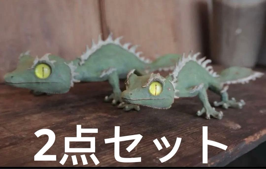 owzrt オズワートGecko Oteroi Satanic Agaveセット