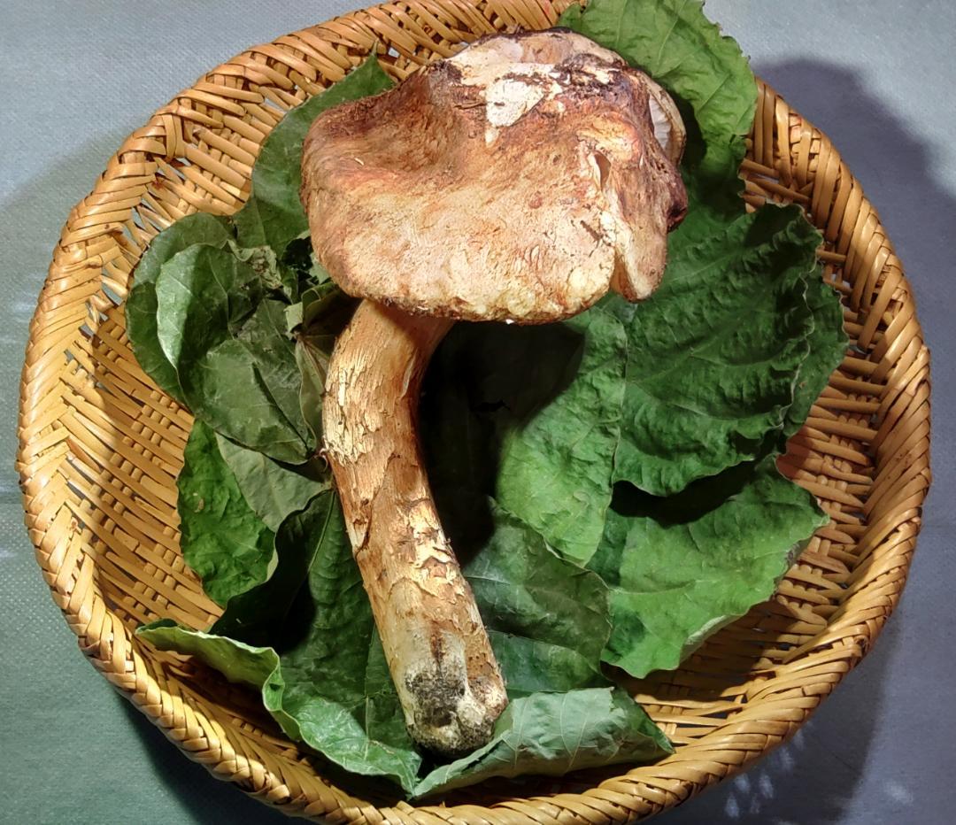 岩手県産 松茸 172g