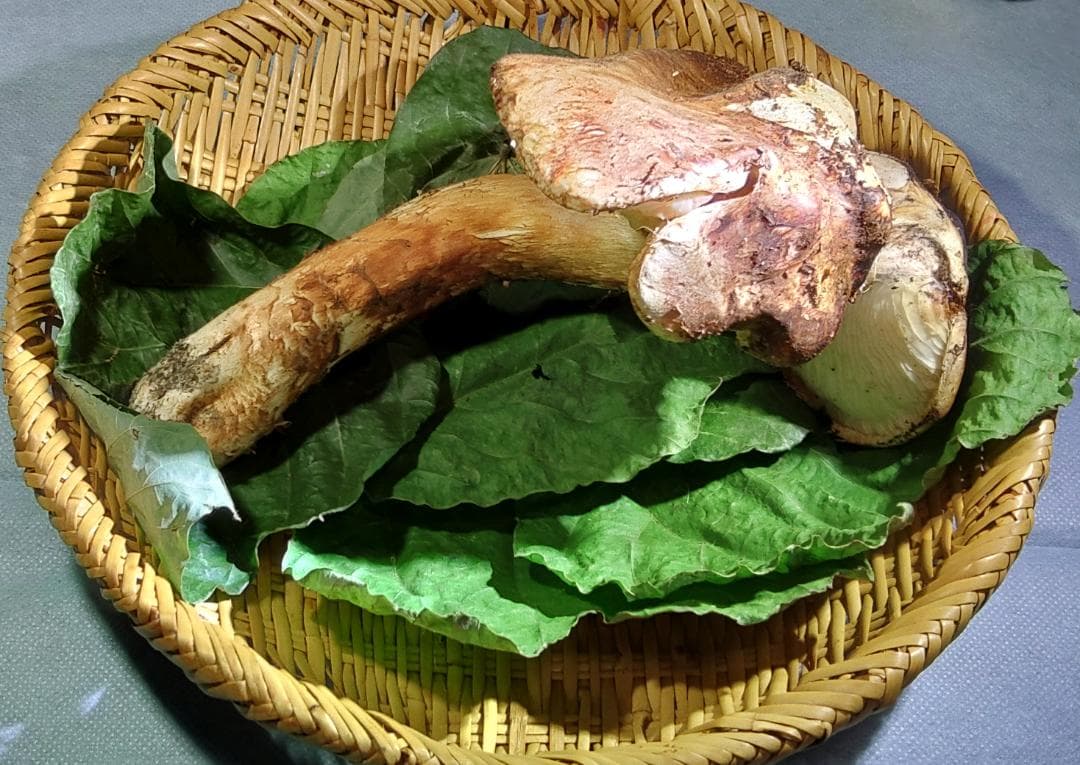 岩手県産 松茸 172g