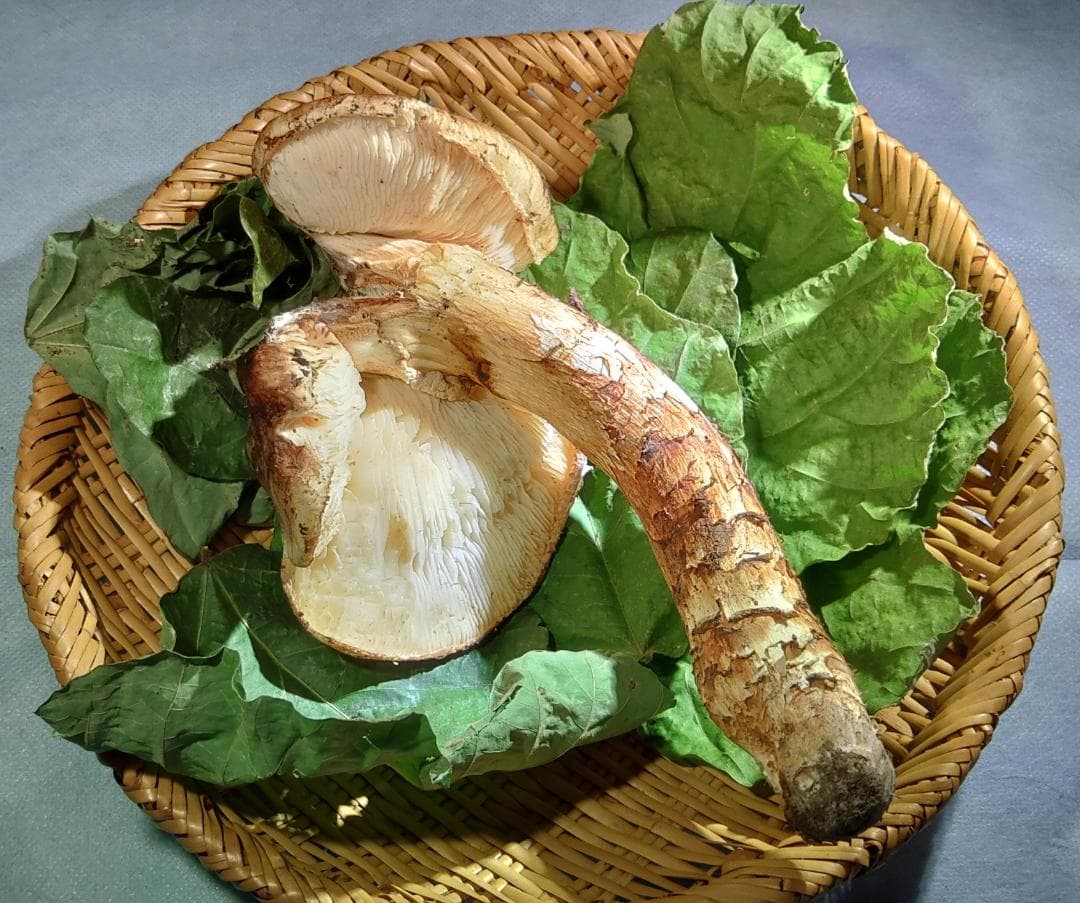 岩手県産 松茸 172g