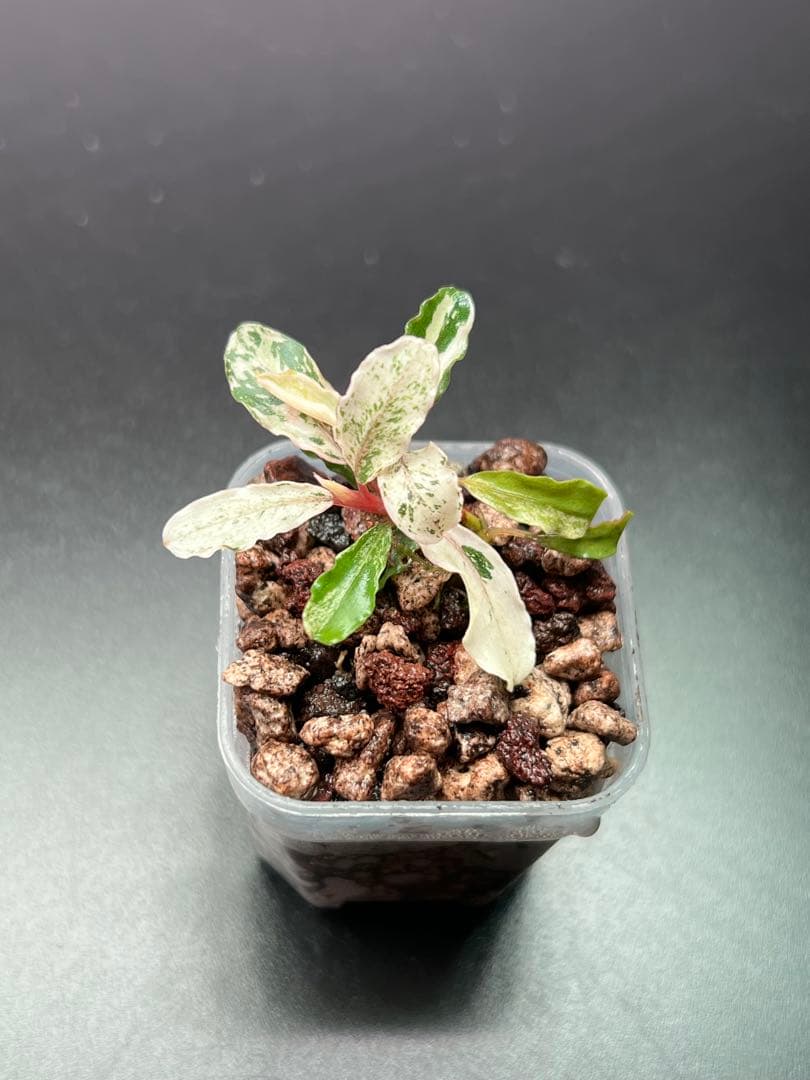 水草 Bucephalandra sp. Variegata