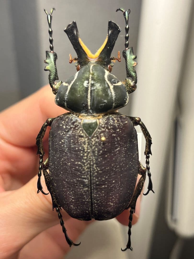 【56mm】インカツノコガネ メキシコ産 昆虫標本 ハナムグリ