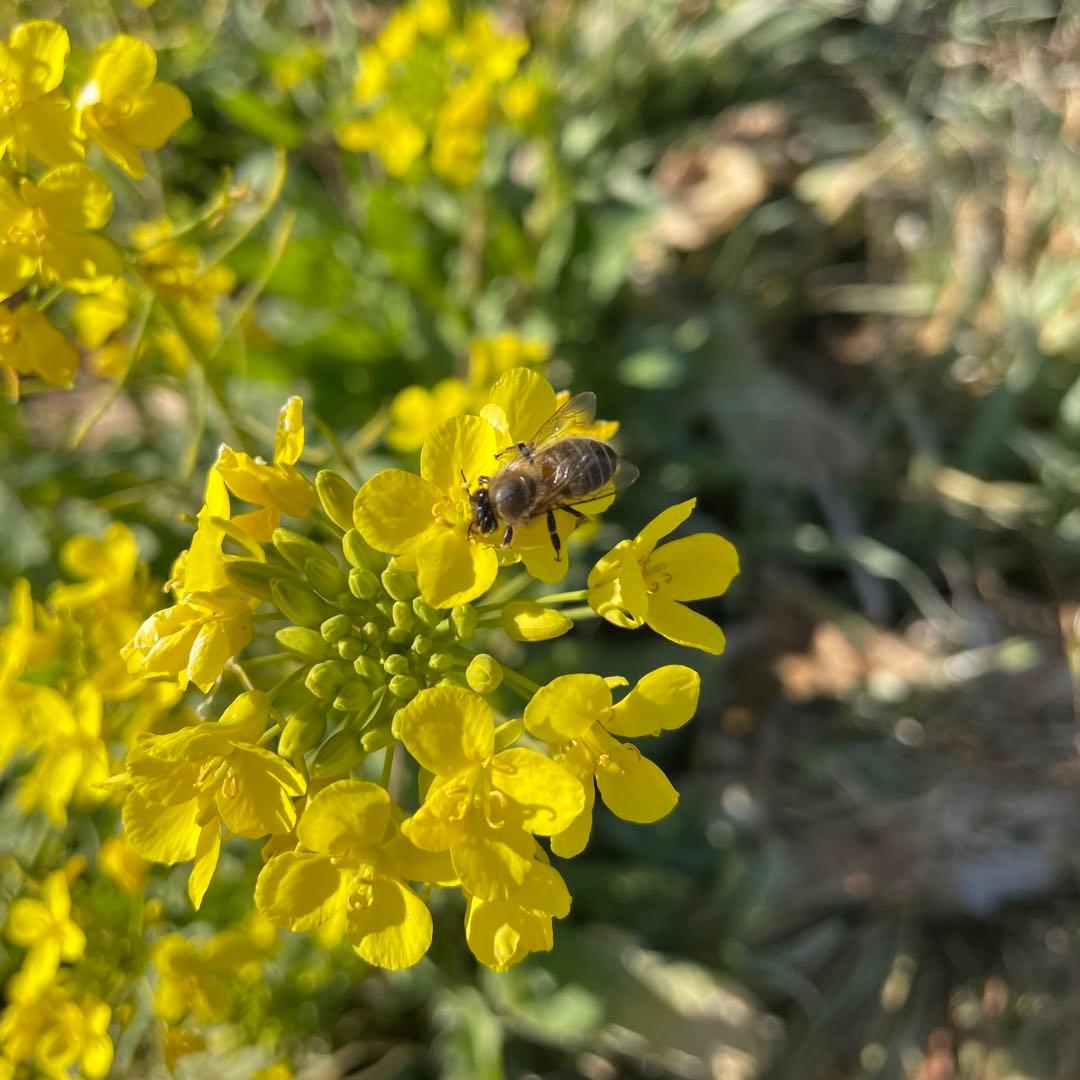 【ココ】日本蜜蜂のハチミツ1100g瓶×3本セット(一部結晶化蜜)
