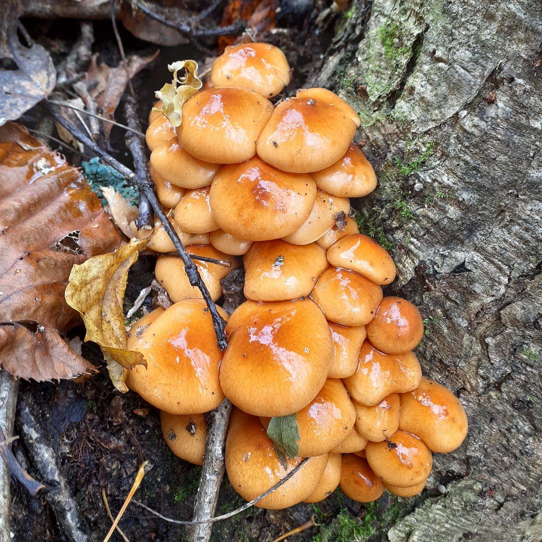 秋田県産 天然きのこ 10種類 MIX 塩漬け