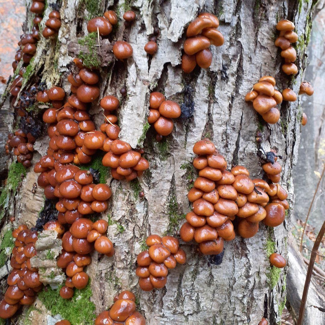 秋田県産 天然きのこ 10種類 MIX 塩漬け