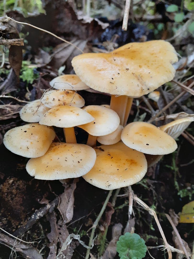 秋田県産 天然きのこ 10種類 MIX 塩漬け