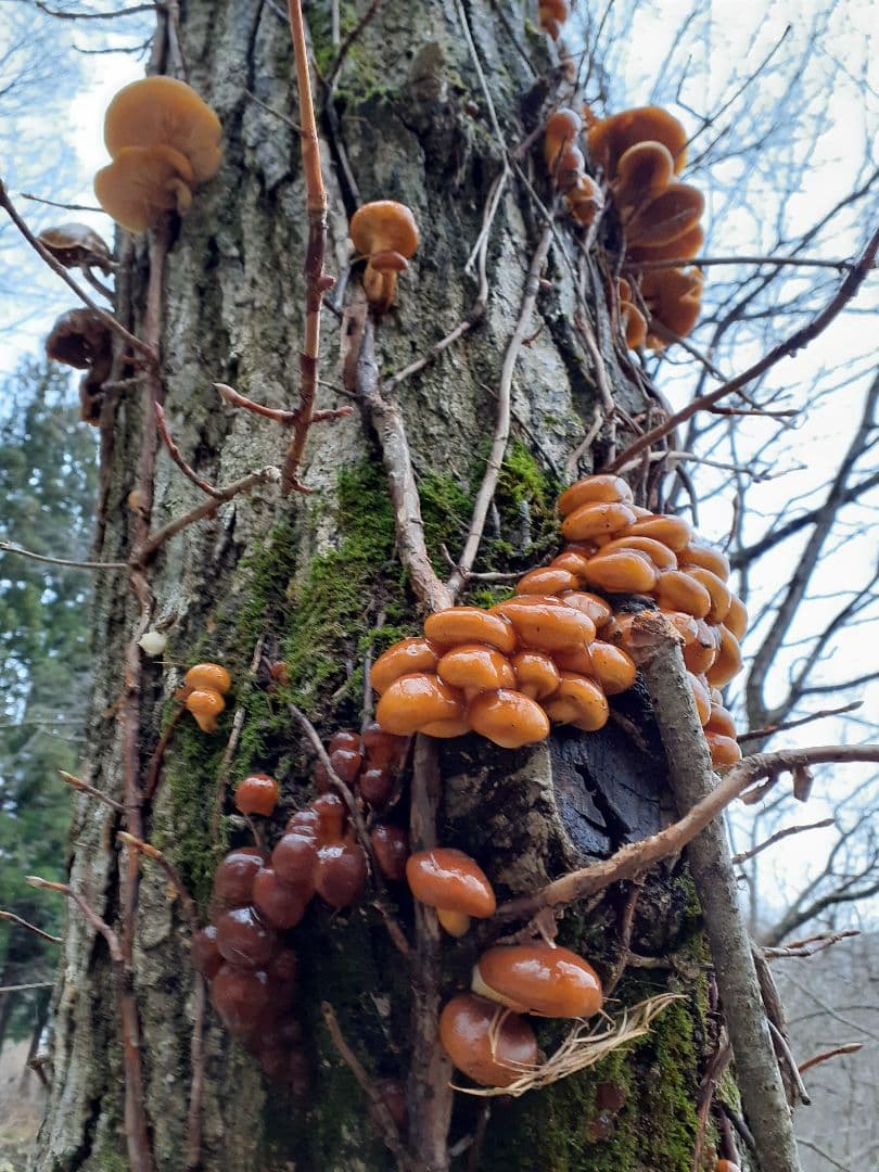 秋田県産 天然きのこ 10種類 MIX 塩漬け