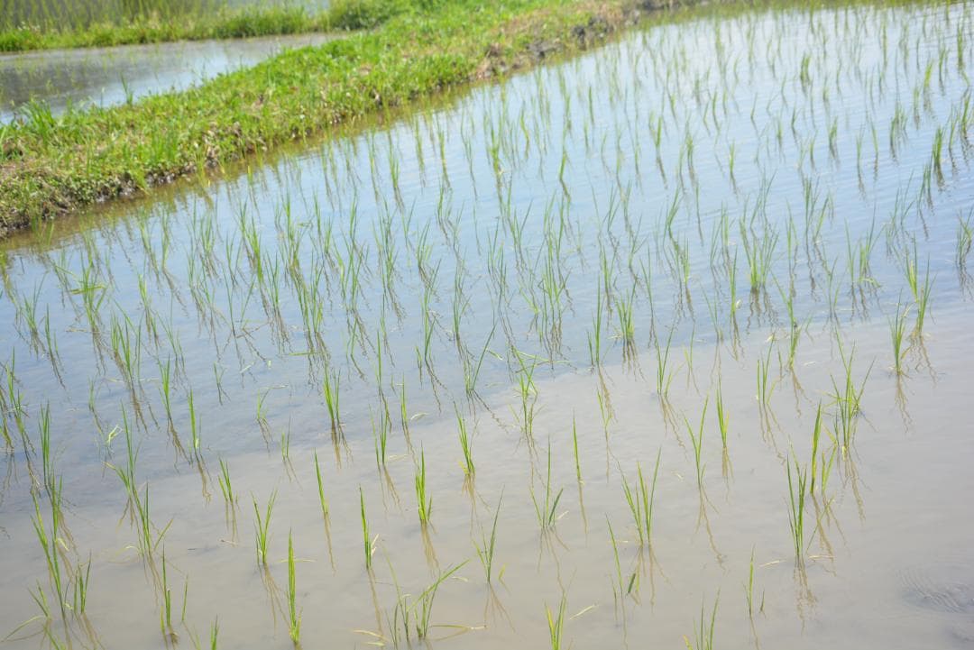 2025年朝日米10kg白米　たけ爺ブランド米 栽培期間中無化学肥料・無農薬栽培