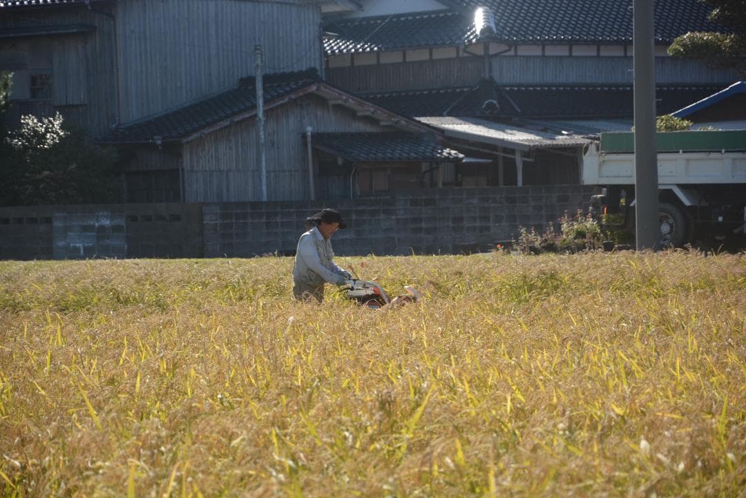 2025年朝日米10kg白米　たけ爺ブランド米 栽培期間中無化学肥料・無農薬栽培