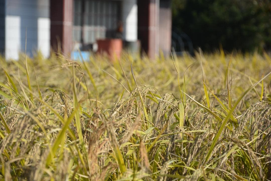 2025年朝日米10kg白米　たけ爺ブランド米 栽培期間中無化学肥料・無農薬栽培