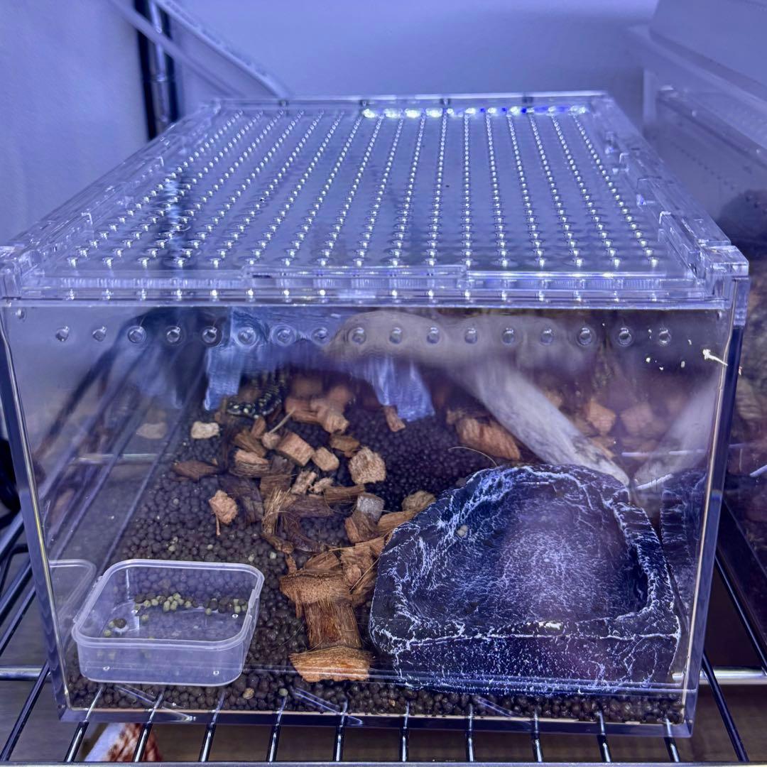 爬虫類 両生類 昆虫　プラスチック飼育ケージ　30×20×15cm 4個セット