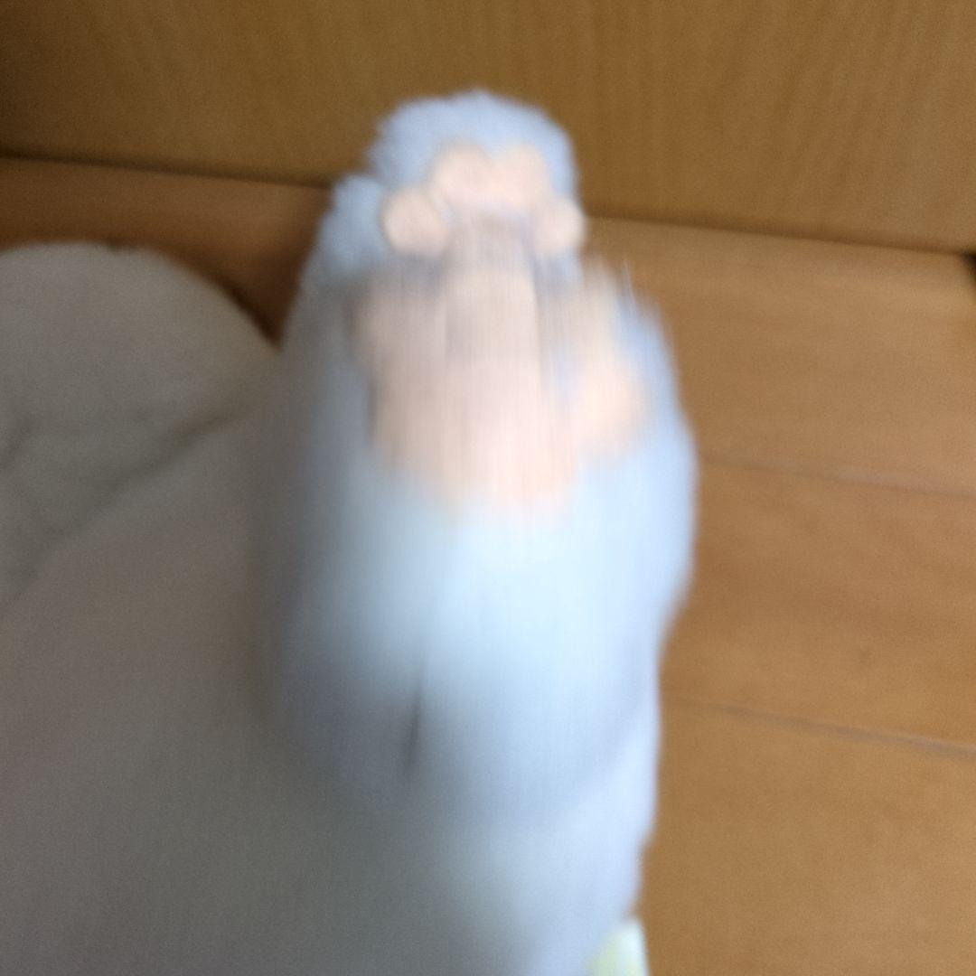 ホワッツマイケル ぬいぐるみ 猫