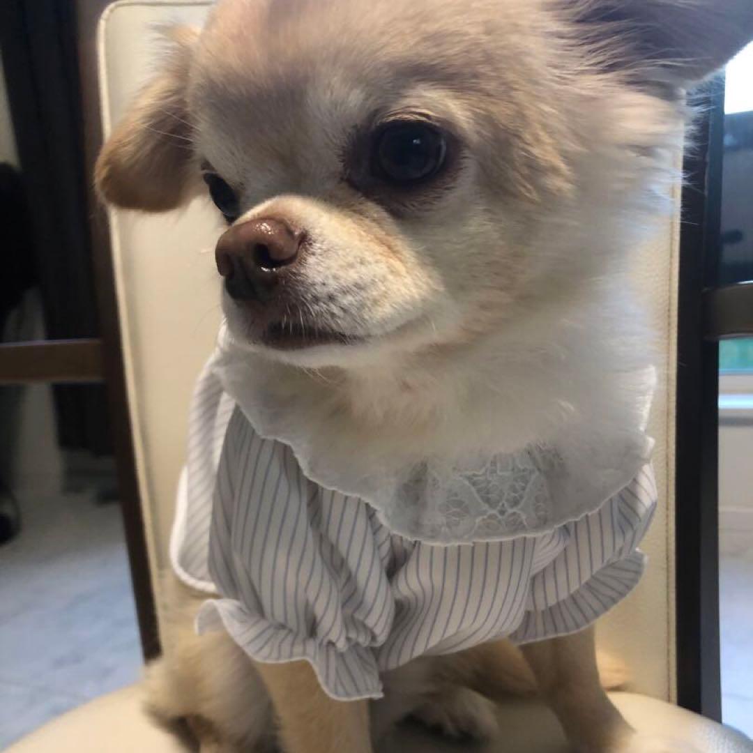 ハンドメイド　カットソー　オーダー小型犬