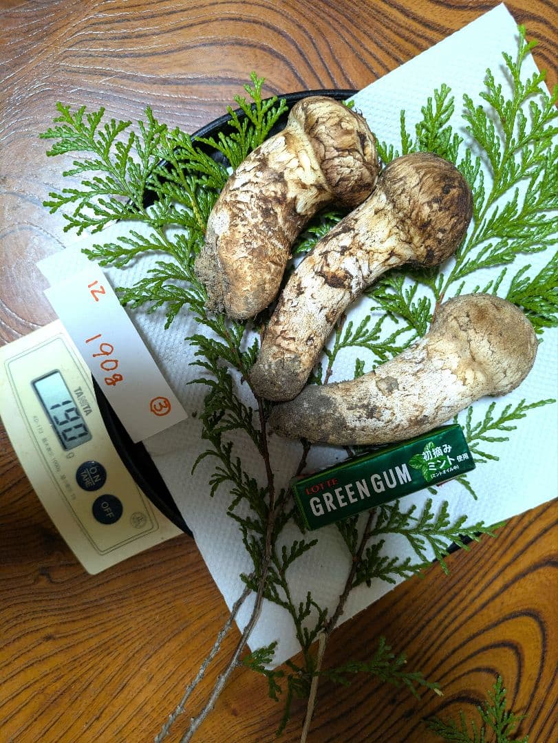 希少 南信州★長野県産10月23日採れたて松茸190グラム3本-送料無料-12