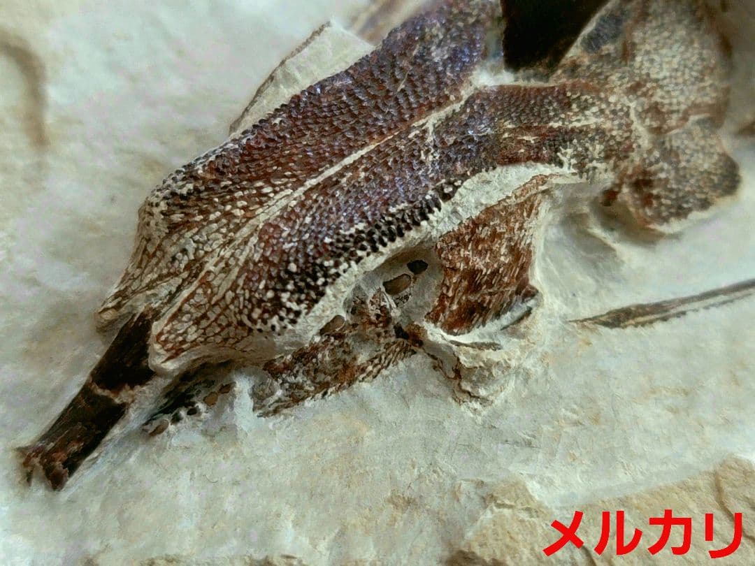 3D！魚類化石【Coccodus insignis】(crusher fish)