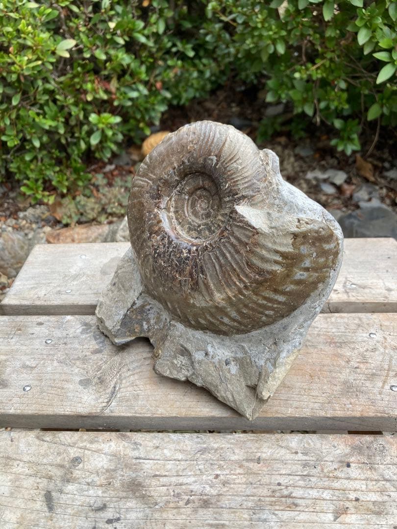 おすすめ　黒いアンモナイト　化石　インテリア　家具　置物　レトロ　コレクション