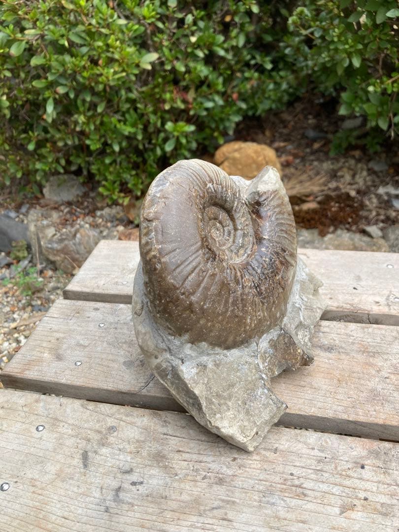 おすすめ　黒いアンモナイト　化石　インテリア　家具　置物　レトロ　コレクション