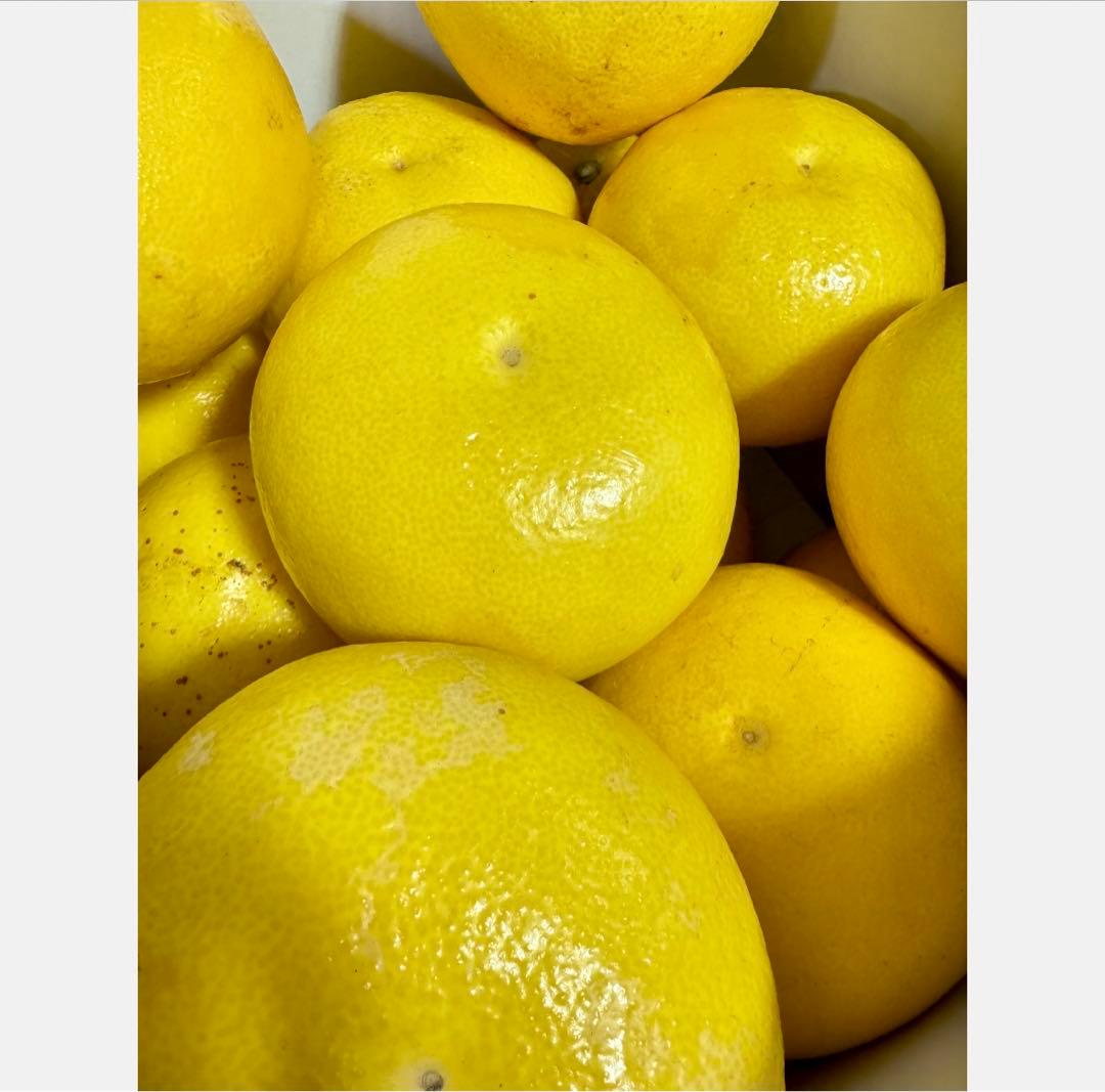 ③高知特産 露地栽培 土佐文旦 4L限定 文旦 約20kg 大玉 サイズ