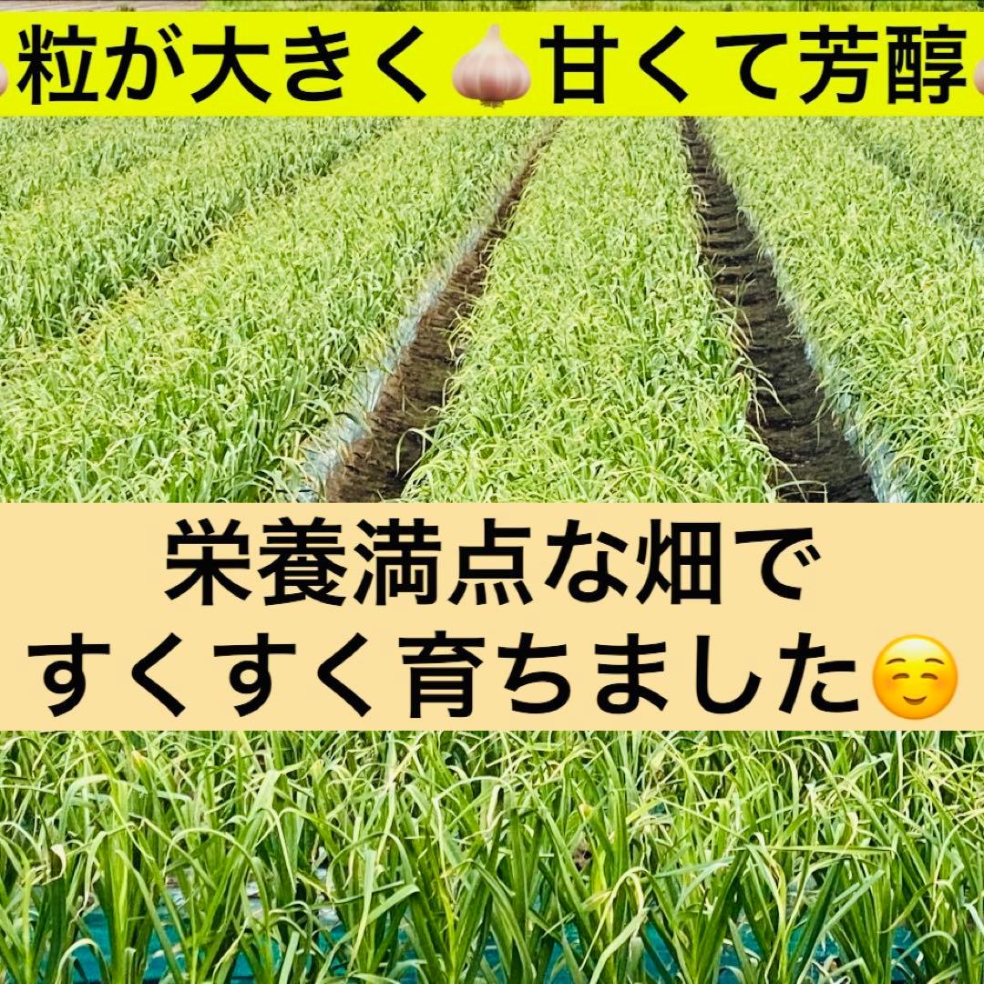 特価品！ Sサイズ　10kg 青森産 乾燥にんにく 福地ホワイト六片