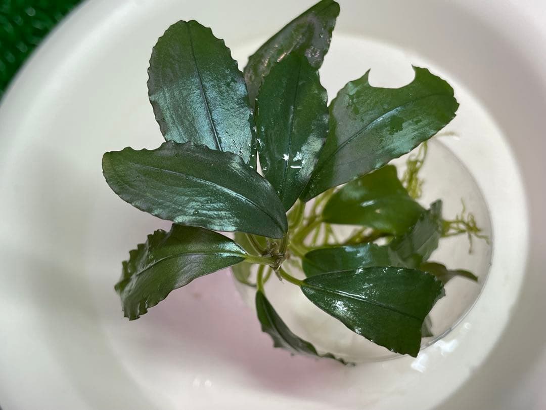 専用【正規タグ付きAZ便アリダルム2種　ブセファランドラ、計3種】