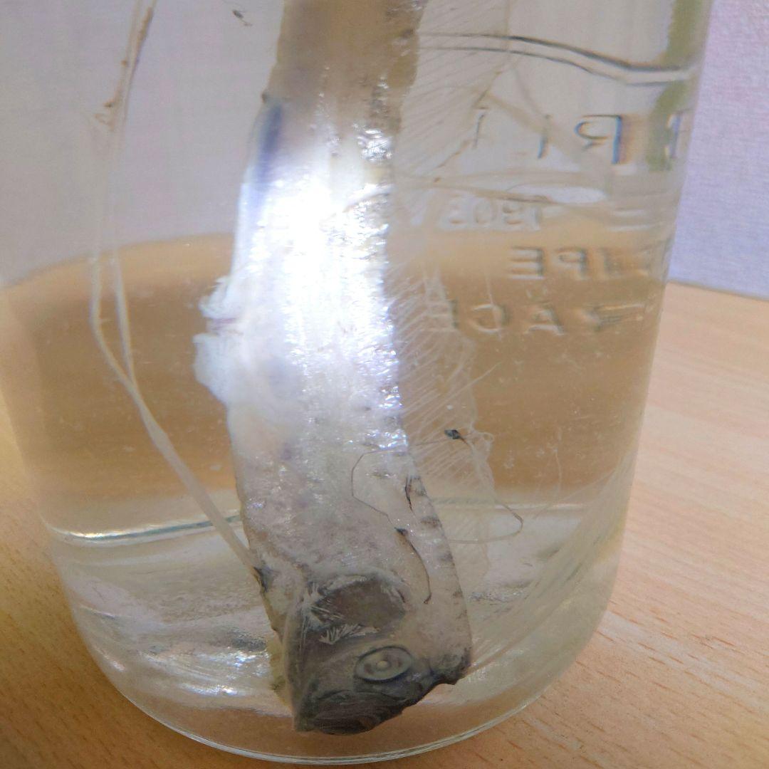 【激レア】リュウグウノツカイ 液浸標本