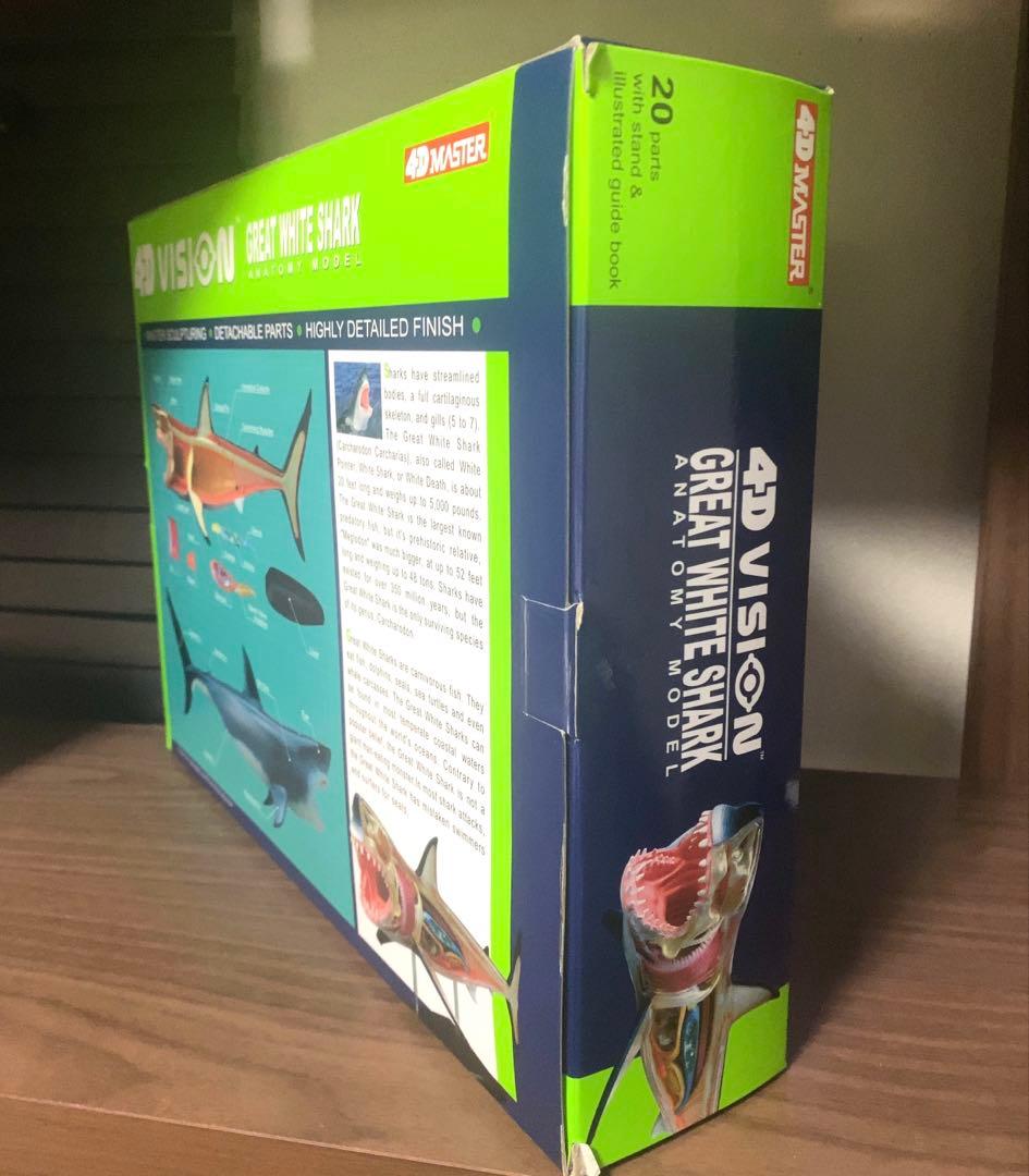 4Dビジョン ホホジロザメ 解剖モデル Great White Shark