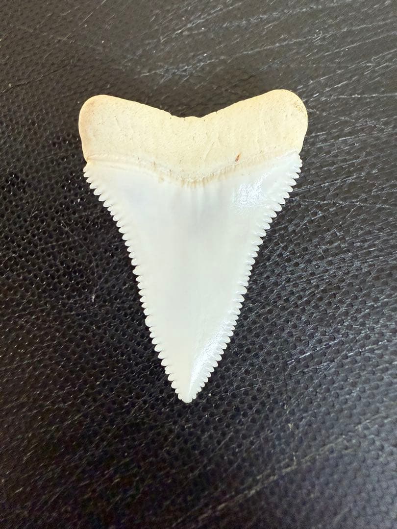 ホホジロザメの歯 2