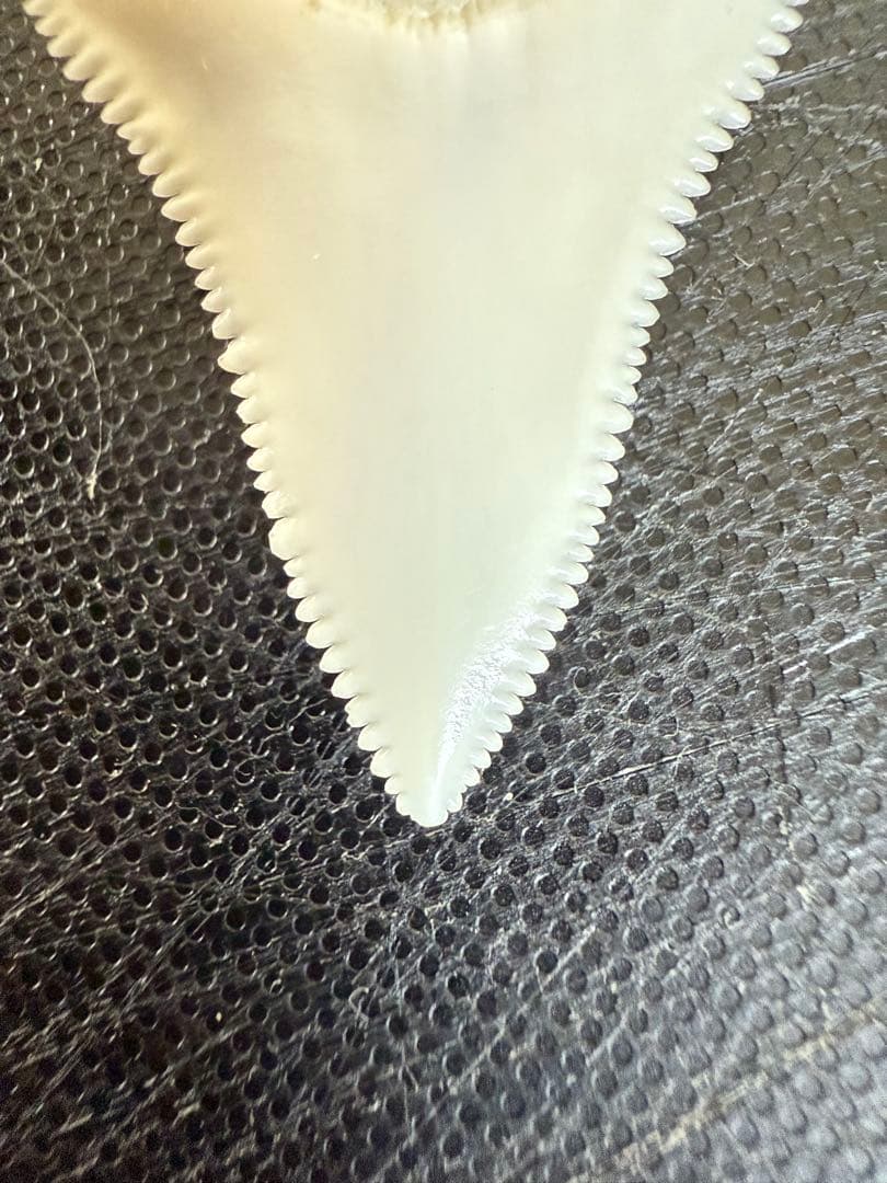 ホホジロザメの歯 2