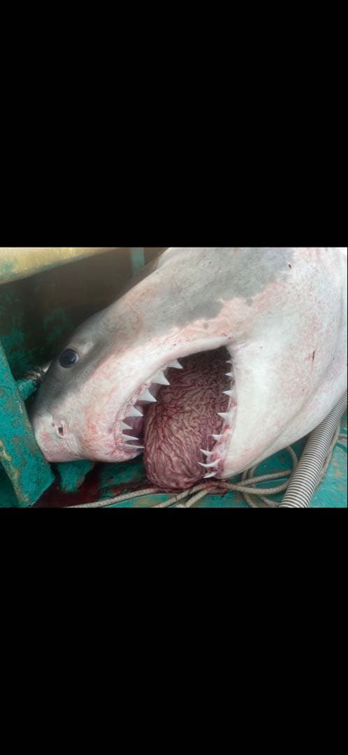 ホホジロザメの歯 2