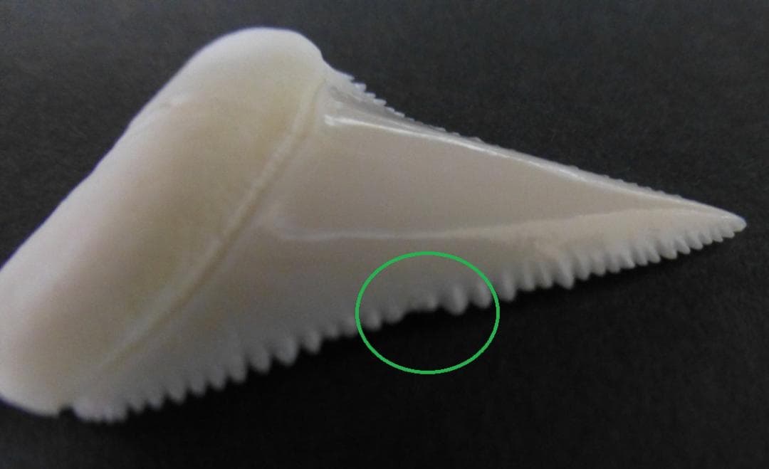 ホホジロザメ（C. carcharias）の歯（A’級）39.7mm