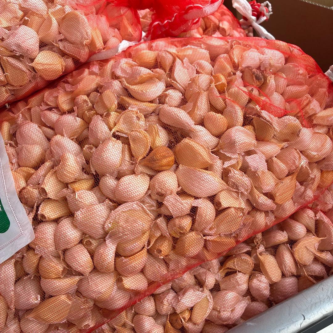 新物　青森県バラにんにく20Kg M